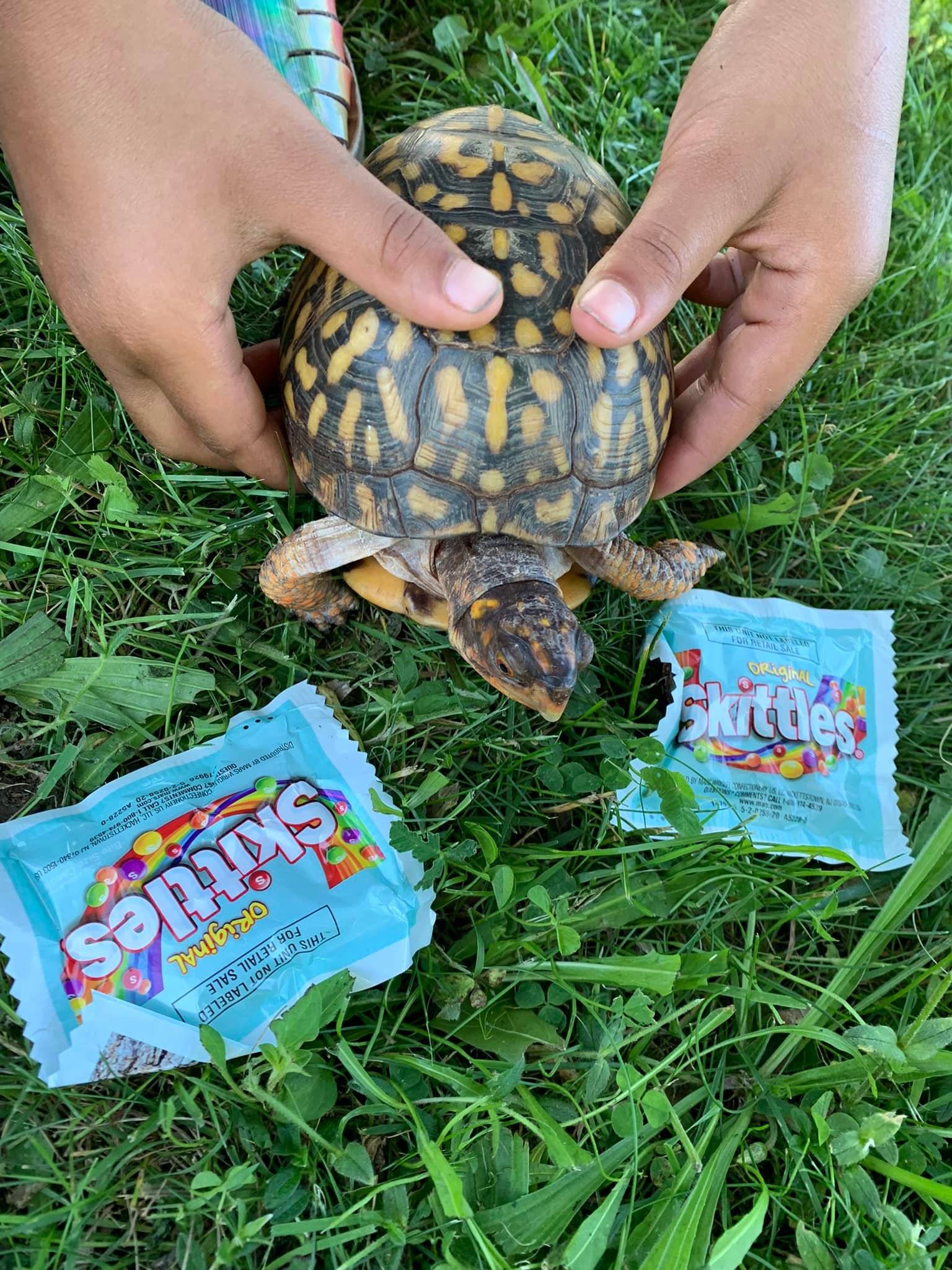 Skittles the box turtle
